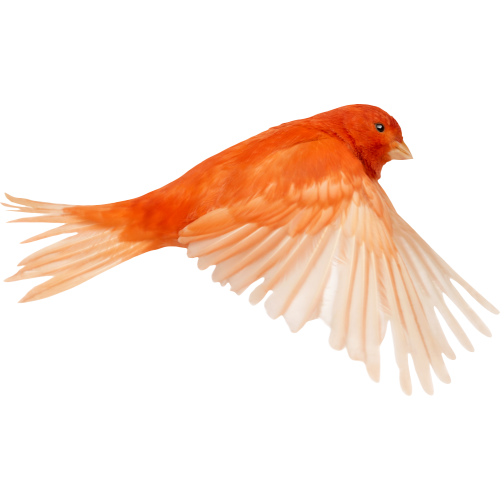 Autocollant Animaux Oiseau 1