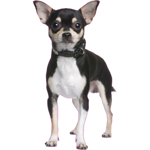 Autocollant Chien-chihuahua