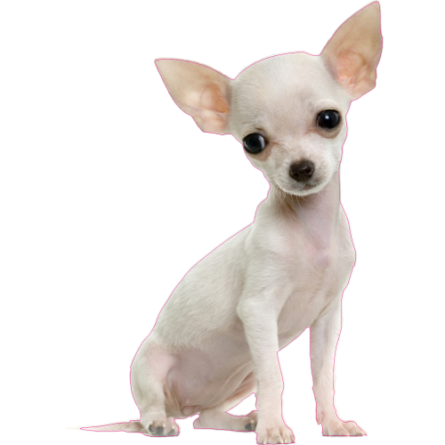 Autocollant Chien-chihuahua