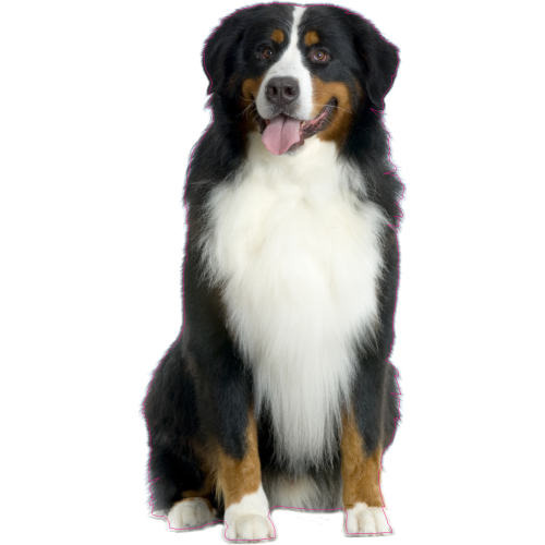 Autocollant Chien-bouvier