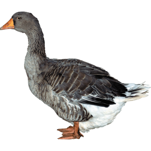 Autocollant Animaux Ferme Canard 3