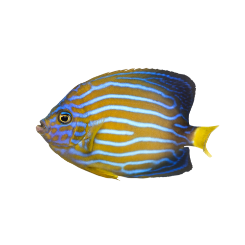 Autocollant Animaux Domestique Poisson 3