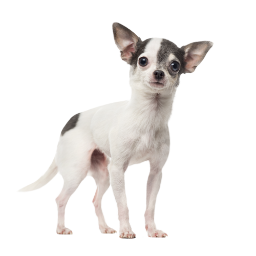Autocollant Animaux Domestique Chien Chihuahua 3