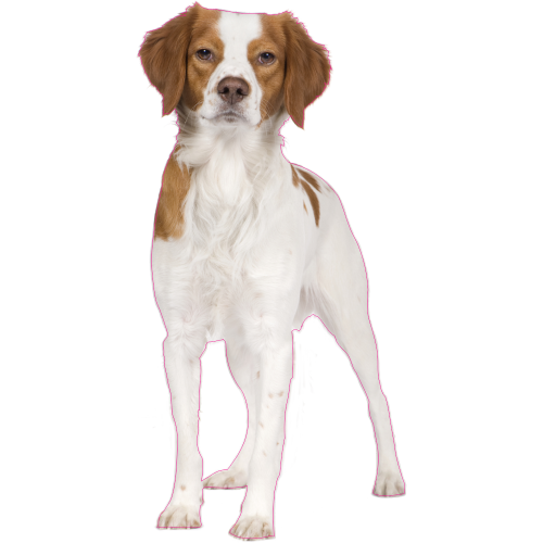 Autocollant Chien-epagneul-breton