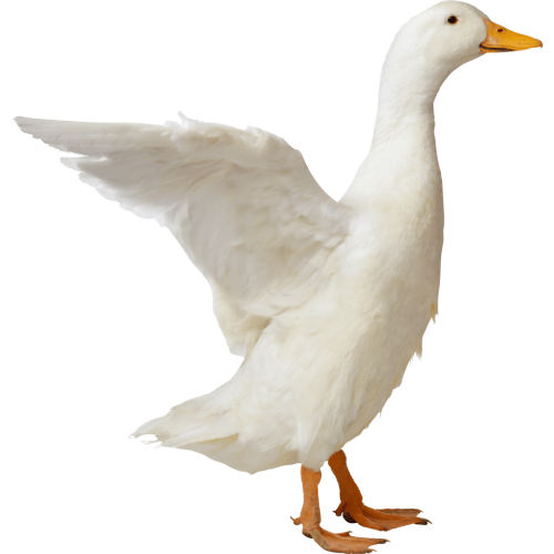 Autocollant Animaux Ferme Canard 1