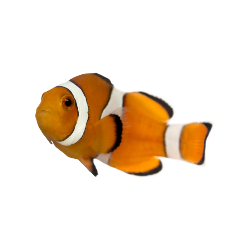 Autocollant Animaux Domestique Poisson 4