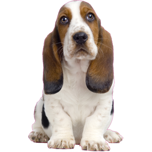 Autocollant Chien-basset