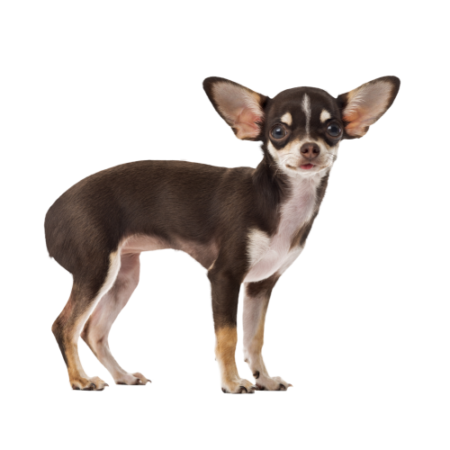 Autocollant Animaux Domestique Chien Chihuahua 4
