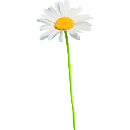 Autocollants Fleur Marguerite