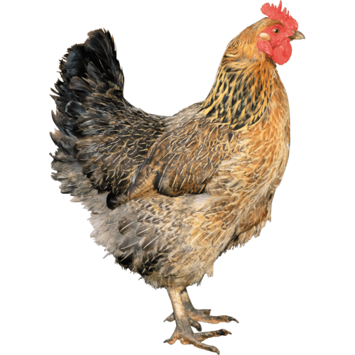 Autocollant Animaux Ferme Poule 9