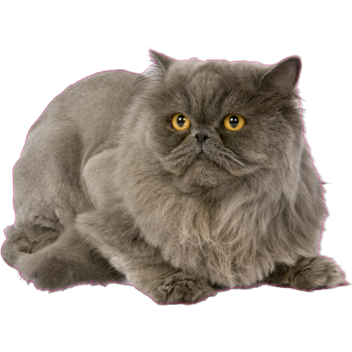 Autocollant Chat-persan