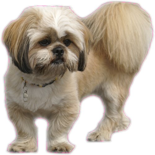 Autocollant Chien-lhassa Apso