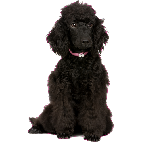 Autocollant Chien-caniche