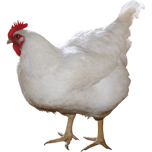 Autocollant Animaux Ferme Poule 10