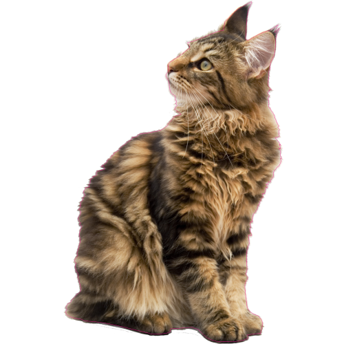 Autocollant Chat Maine Coon