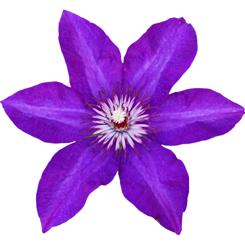 Autocollant Divers Fleur Violette