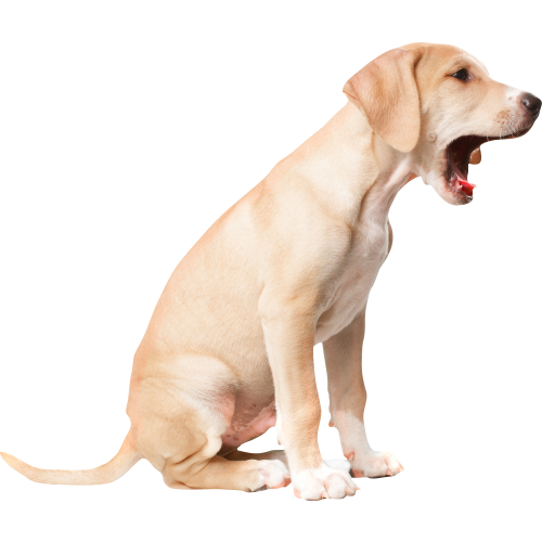 Autocollant Animaux Chien Baille