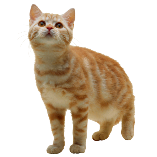 Autocollant Animaux Domestique Chat 1