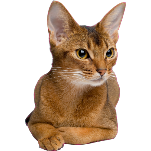 Autocollant Chat Abyssin