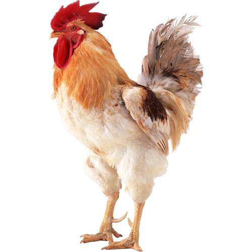 Autocollant Animaux Ferme Coq 2