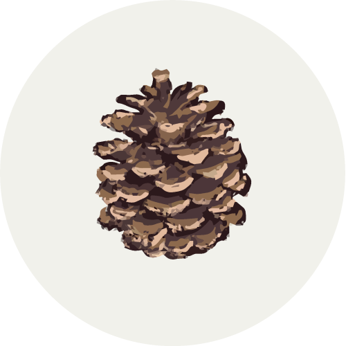 Sticker Pomme De Pin