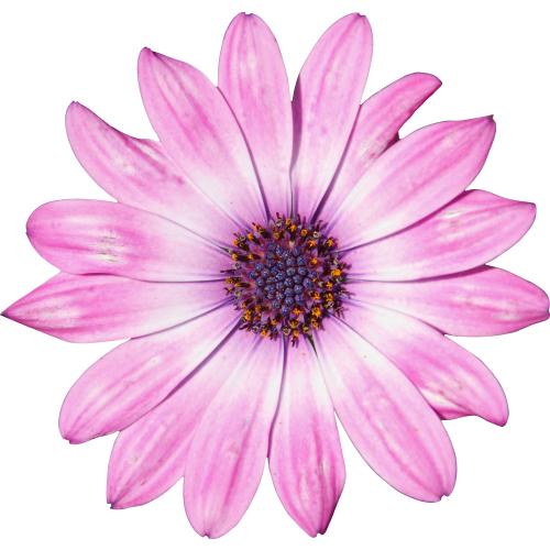 Autocollant Divers Fleur Rose