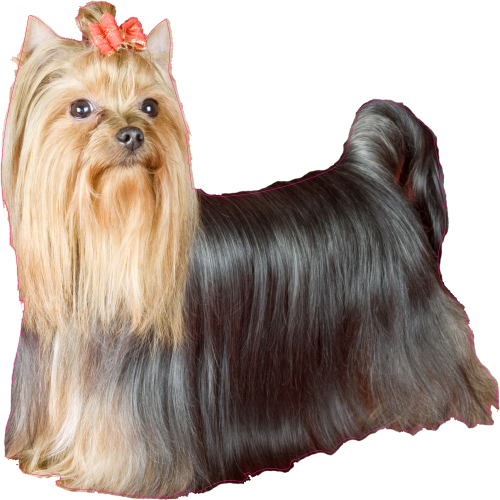 Autocollant Chien-yorkshire