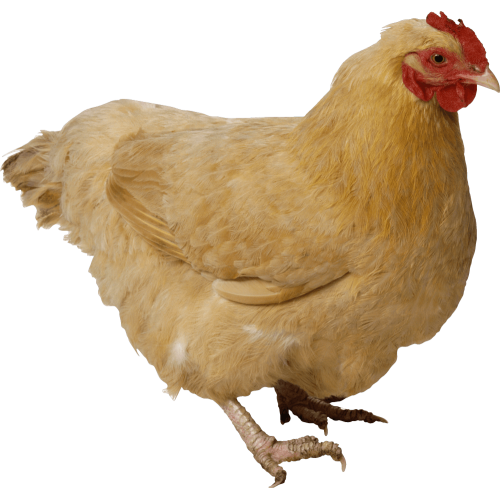 Autocollant Animaux Ferme Poule 7