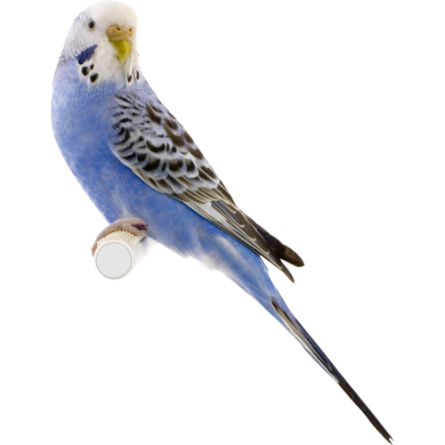 Autocollant Animaux Oiseau 3