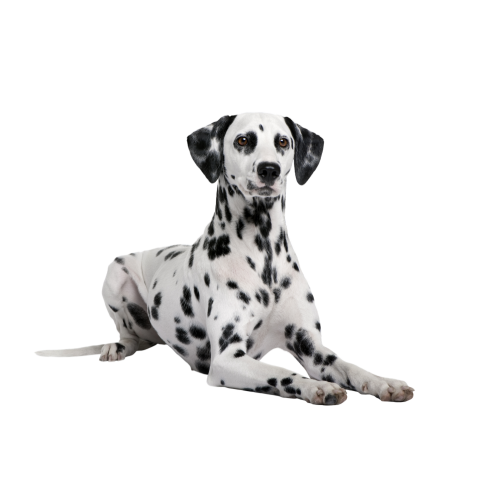 Autocollant Animaux Domestique Chien Dalmatien 4