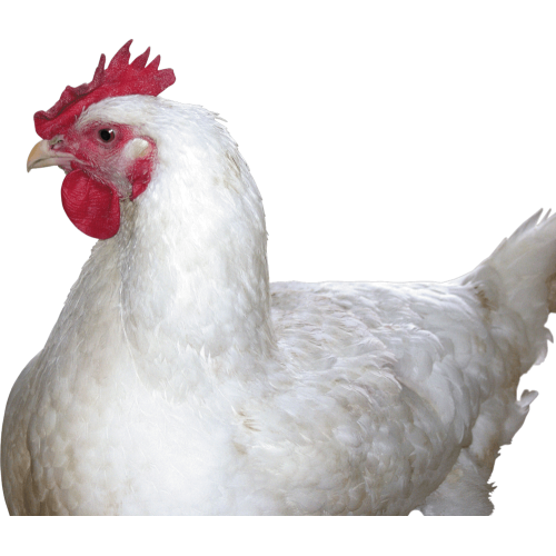 Autocollant Animaux Ferme Poule 5