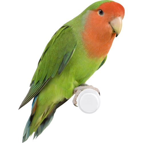 Autocollant Animaux Oiseau 2