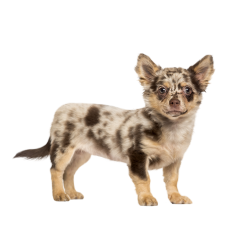 Autocollant Animaux Domestique Chien Chihuahua 2