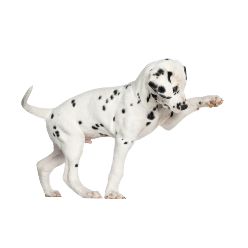 Autocollant Animaux Domestique Chien Dalmatien 1