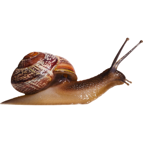 Autocollant Animaux Escargot