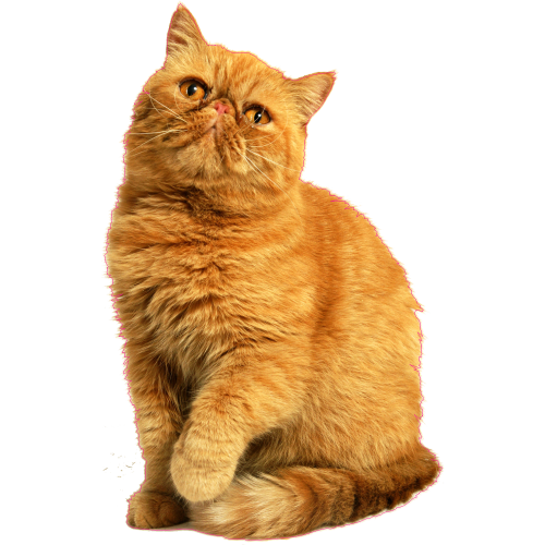 Autocollant Chat Persan