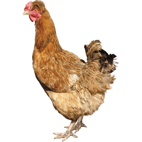 Autocollant Animaux Ferme Poule 8